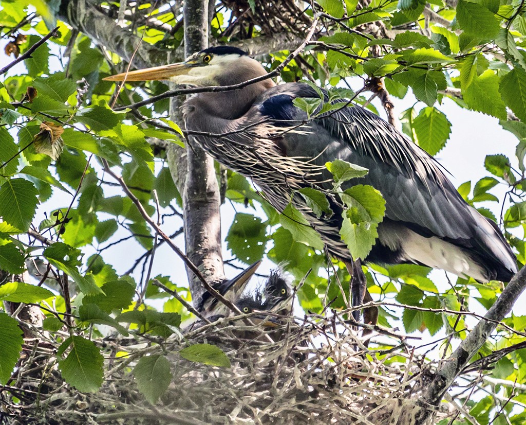 Heron Chicks Hatching By The Dozen At Commodore Park – My Ballard