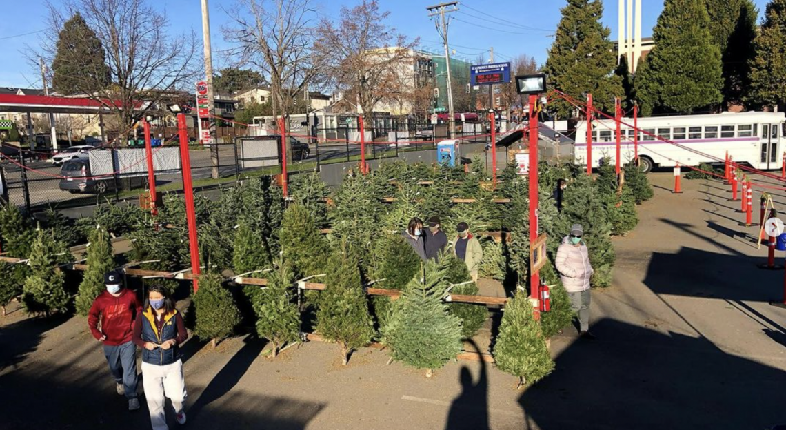 Final week to purchase Christmas trees from Ballard Scouts My Ballard