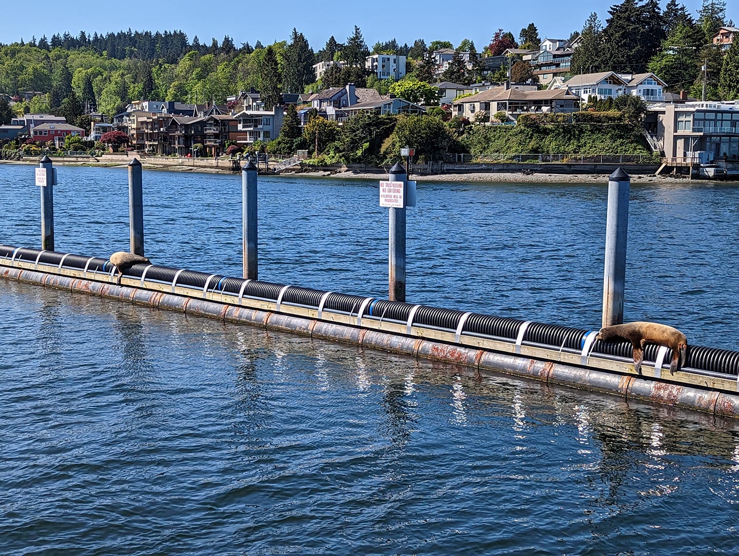 Sea lions return to Ballard pier despite pipe deterrent – My Ballard