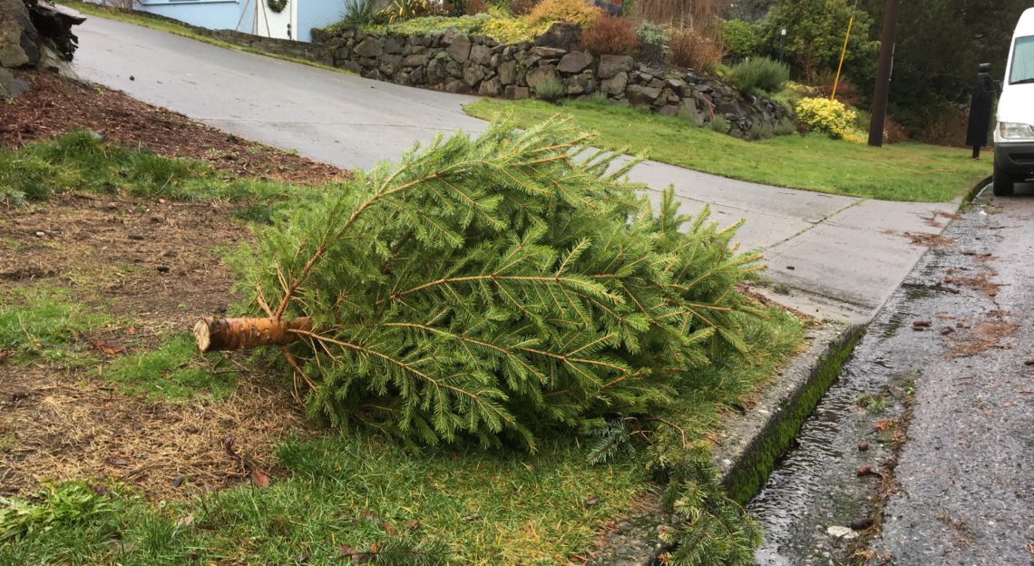 Best Compost For A Christmas Tree at Adolfo Martin blog